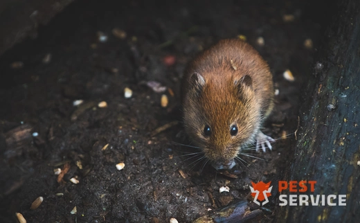 Дератизация в Михайловке